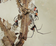 Latrodectus curacaviensis