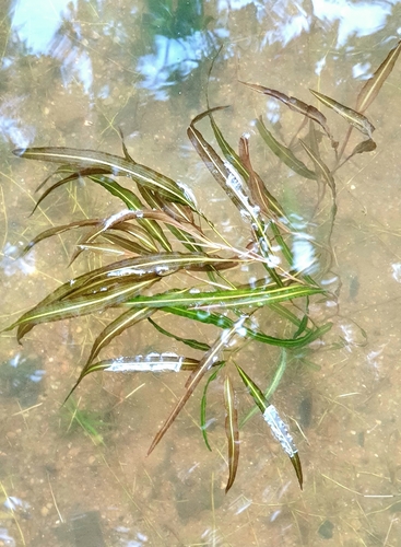 Potamogeton wrightii iNat (1)