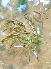 Potamogeton wrightii