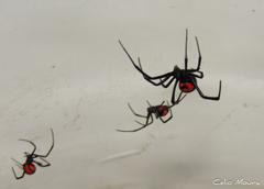 Latrodectus curacaviensis