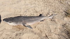 Notorynchus cepedianus