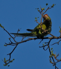 Psittacara mitratus