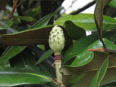 Magnolia grandiflora