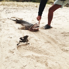 Notorynchus cepedianus