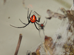 Latrodectus curacaviensis