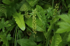 Malaxis monophyllos monophyllos