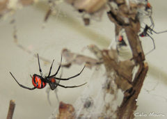 Latrodectus curacaviensis