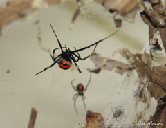Latrodectus curacaviensis