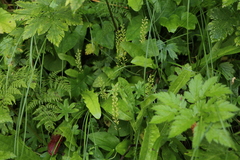 Malaxis monophyllos monophyllos