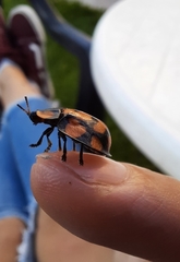 Botanochara sedecimpustulata