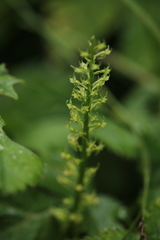 Malaxis monophyllos monophyllos