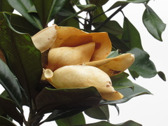 Magnolia grandiflora