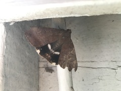 Achaea eusciasta