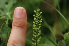 Malaxis monophyllos monophyllos