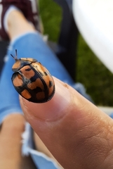 Botanochara sedecimpustulata