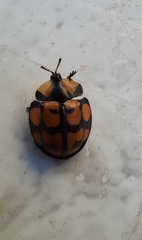 Botanochara sedecimpustulata