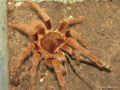Acanthoscurria natalensis