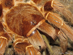 Acanthoscurria natalensis