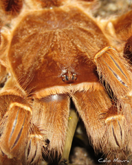 Acanthoscurria natalensis