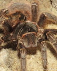 Acanthoscurria natalensis