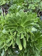 Aeonium