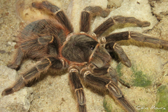Acanthoscurria natalensis