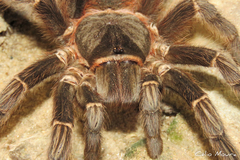 Acanthoscurria natalensis