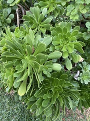 Aeonium
