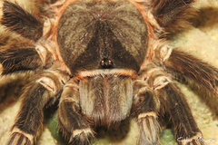 Acanthoscurria natalensis