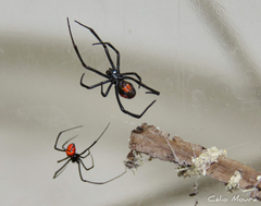 Latrodectus curacaviensis