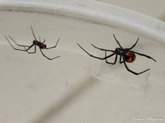 Latrodectus curacaviensis