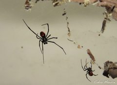 Latrodectus curacaviensis