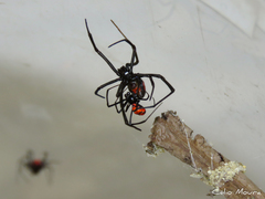 Latrodectus curacaviensis