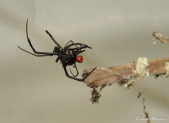 Latrodectus curacaviensis