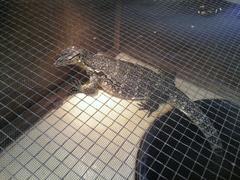 Varanus marmoratus