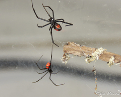Latrodectus curacaviensis