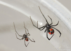 Latrodectus curacaviensis