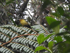 Kleinothraupis atropileus