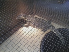 Varanus marmoratus
