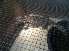 Varanus marmoratus