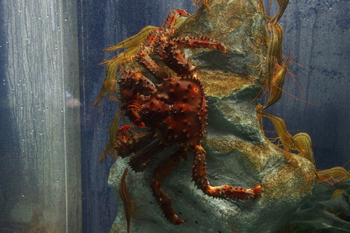 Paralithodes brevipes
