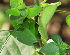 Photiomantis planicephala