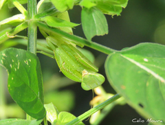Photiomantis planicephala