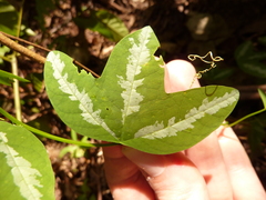 Passiflora tricuspis