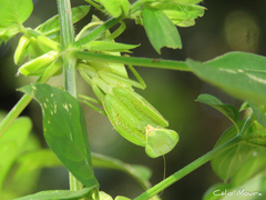 Photiomantis planicephala