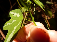 Passiflora tricuspis