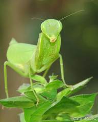 Photiomantis planicephala