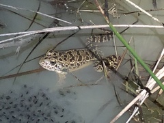 Lithobates areolatus