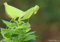 Photiomantis planicephala