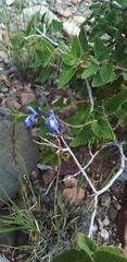 Salvia cuspidata